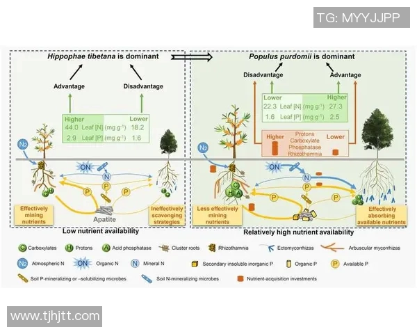 深入分析成都篮球队区域防守战术的特点与应用策略 深入分析成都篮球队区域防守战术的特点与应用策略